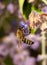 European bee drinking nectar from a lavender flower