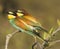 European Bee Eater