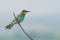 European Bee-eater, beautiful colorful bird sitting on a twig on a blue background