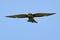 European bee-eater bird in fast flight, closeup.