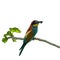 European bee-eater bird Merops apiaster,  isolated birds