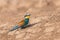 European bee-eater bird sit on ground