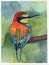 European bee-eater bird watercolor illustration sketch animal