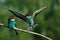 European Bee-eater comes in to land on a branch with another bee-eater