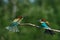 European Bee-eater comes in to land on a branch with another bee-eater