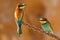 European bee-eater couple on a branch