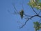 European bee-eater couple spotted on Robinia pseudoacacia branch