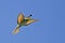 European Bee Eater in flight