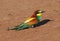 European bee-eater on the ground, Merops apiaster