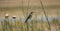 European bee-eater hovering on wire mesh