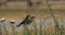 European bee-eater hovering on wire mesh