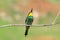 European bee-eater juggles a caught wasp, sitting on a branch with peachy-green background.