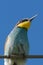 European Bee Eater, Meropidae