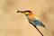 European bee-eater (Merops Apiaster)