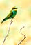 european bee-eater (Merops Apiaster)