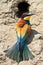 European bee eater (Merops Apiaster)