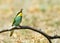 European bee-eater (Merops Apiaster)