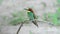 European bee-eater or Merops apiaster