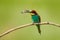 European Bee-eater, Merops apiaster, beautiful bird sitting on the branch with dragonfly in the bill, action scene in the nature h