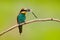 European Bee-eater, Merops apiaster, beautiful bird sitting on the branch with dragonfly in the bill, action scene in the nature h