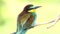 European bee eater, Merops apiaster. Beautiful colored bird