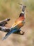 European bee eater, Merops apiaster is catch dragonfly