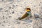 European bee-eater or Merops apiaster colorful small bird chasing bees on the ground, hello spring