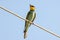 European bee-eater or Merops apiaster colorful small bird chasing bees, hello spring