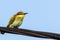 European bee-eater or Merops apiaster colorful small bird chasing bees, hello spring