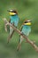 European bee eater Merops apiaster.Couple of beautiful colorful birds sitting on branch. Red eyes, blue yellow and green feathes