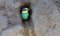 European bee eater, Merops apiaster. In the early morning, chicks peek out from the nest hole and wait for their parents to bring