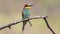 European bee-eater, Merops apiaster. The male sits on a branch, looks around and calls
