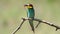 European bee-eater, Merops apiaster. The most colorful bird in Europe caught a dragonfly