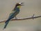 European bee-eater Merops Apiaster in natural habitat