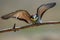 European bee-eater Merops Apiaster in natural habitat