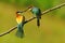 The European bee-eater Merops apiaster is a near passerine bird in the bee-eater family.