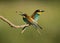 European Bee Eater Merops apiaster, pair perched o