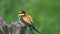 European bee eater Merops apiaster resting and flying. Colorful gorgeous bird in nature