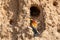 European bee-eater. Merops apiaster sits in his hole