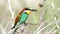 European bee-eater Merops apiaster sitting on a stick with a beetle in its beak