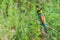 European bee-eater or Merops apiaster is sitting on a twig