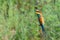 European bee-eater or Merops apiaster is sitting on a twig