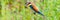 European bee-eater or Merops apiaster is sitting on a twig