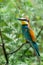 European bee-eater or Merops apiaster is sitting on a twig