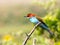 European bee-eater  Merops apiaster  is sitting on a twig. close up. birds of paradise, rainbow colors.  High quality resulation