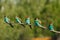 European bee-eater, merops apiaster. on a summer morning, five birds are sitting on a branch
