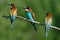 European bee-eater, merops apiaster.on Sunny morning, three birds are sitting on a branch