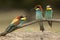 European bee-eater Merops apiaster, three perched