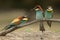 European bee-eater Merops apiaster, three perched on a branch