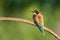 European bee-eater natural classic portrait